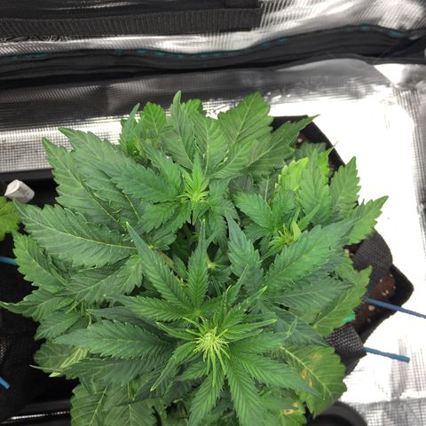Godzilla Cookies Auto 2022 growlog timeline photo