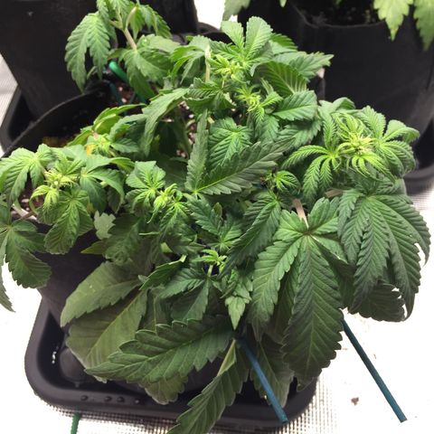 Purple Chill Auto 2022 growlog timeline photo