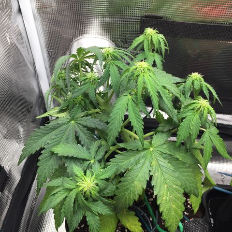 Ape Fruit Auto 2022 growlog timeline photo