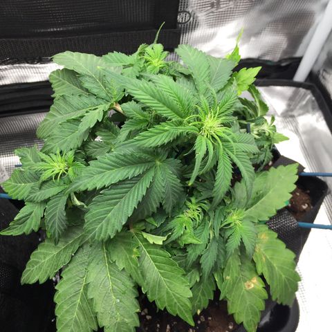 Godzilla Cookies Auto 2022 growlog timeline photo