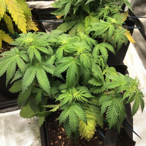 Purple Chill Auto 2022 growlog timeline photo