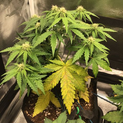 Ape Fruit Auto 2022 growlog timeline photo