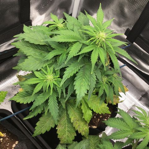 Godzilla Cookies Auto 2022 growlog timeline photo
