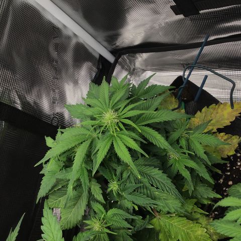 Godzilla Cookies Auto 2022 growlog timeline photo