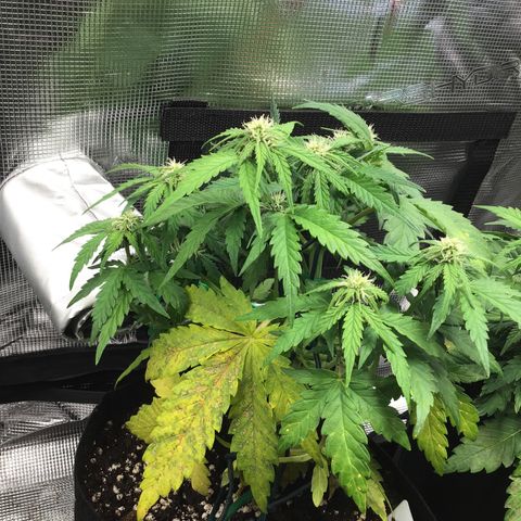 Ape Fruit Auto 2022 growlog timeline photo