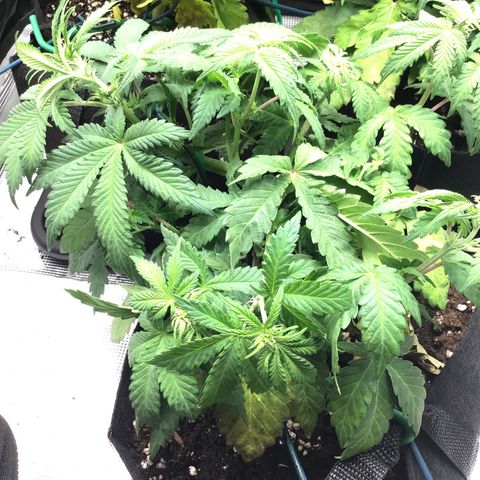 Purple Chill Auto 2022 growlog timeline photo