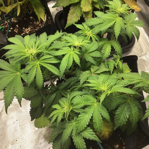Purple Chill Auto 2022 growlog timeline photo
