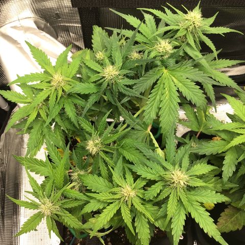Ape Fruit Auto 2022 growlog timeline photo