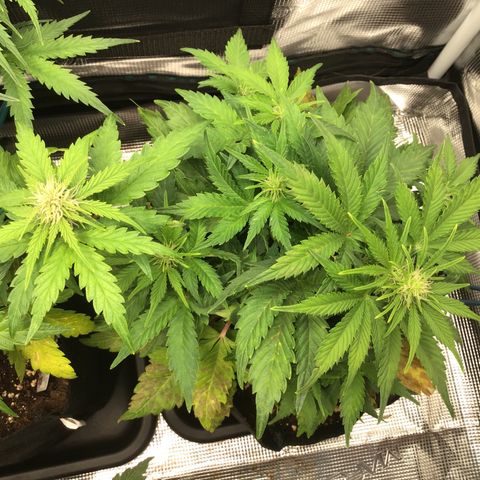 Godzilla Cookies Auto 2022 growlog timeline photo