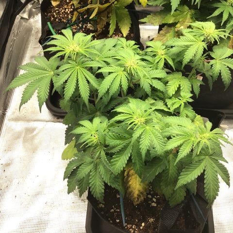 Purple Chill Auto 2022 growlog timeline photo