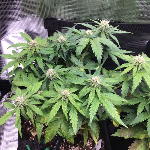 Ape Fruit Auto 2022 growlog timeline photo