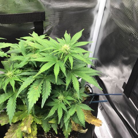Godzilla Cookies Auto 2022 growlog timeline photo