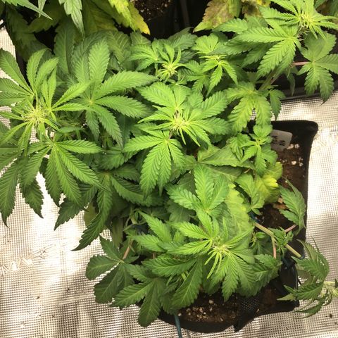 Purple Chill Auto 2022 growlog timeline photo