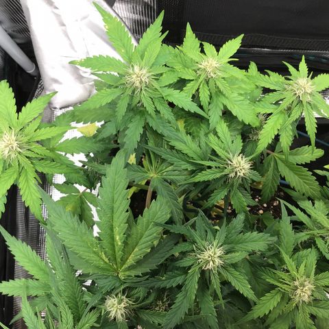 Ape Fruit Auto 2022 growlog timeline photo