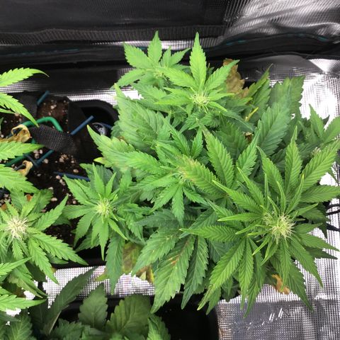 Godzilla Cookies Auto 2022 growlog timeline photo