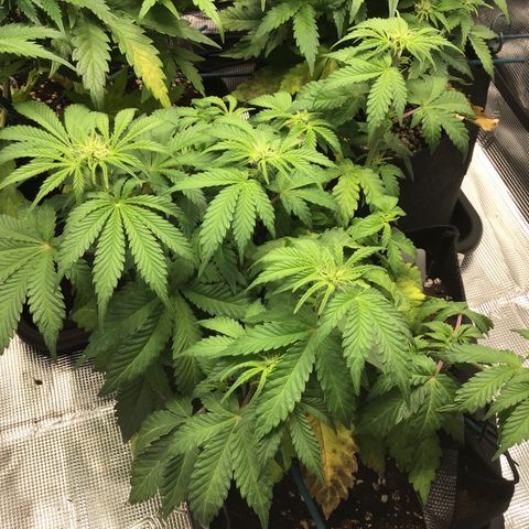 Purple Chill Auto 2022 growlog timeline photo