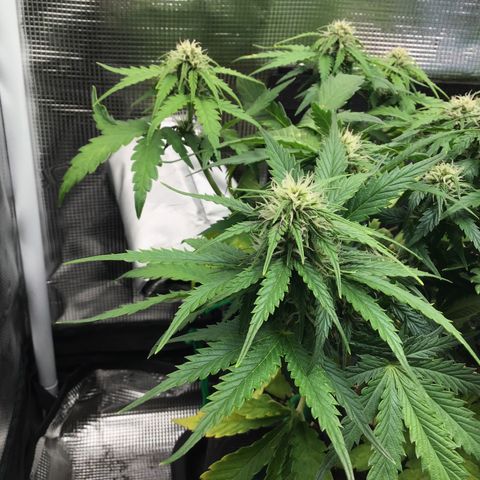 Ape Fruit Auto 2022 growlog timeline photo