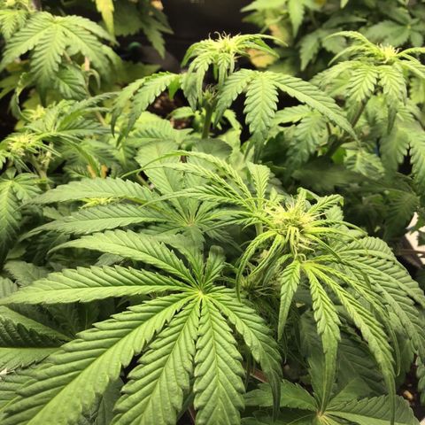 Purple Chill Auto 2022 growlog timeline photo