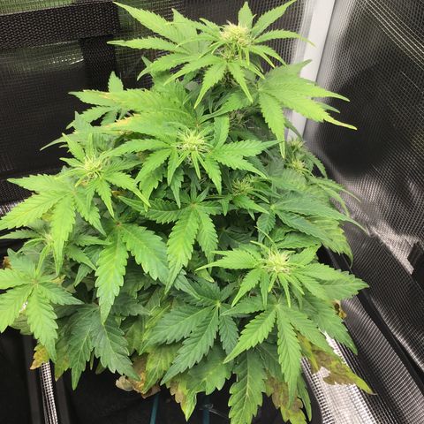 Godzilla Cookies Auto 2022 growlog timeline photo