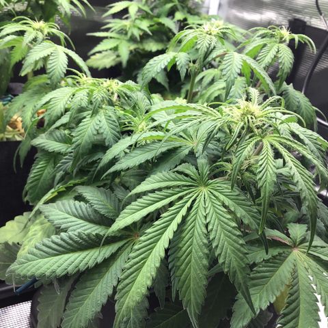 Purple Chill Auto 2022 growlog timeline photo