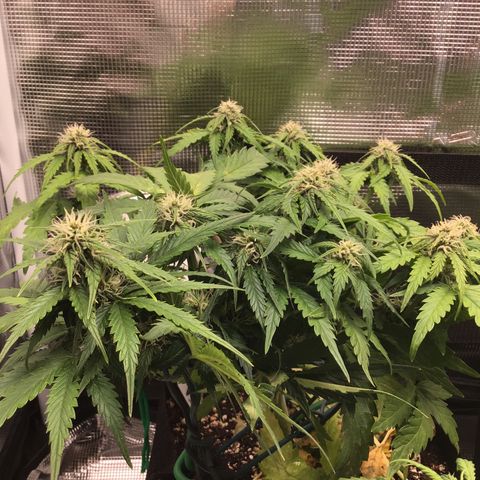 Ape Fruit Auto 2022 growlog timeline photo