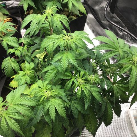 Purple Chill Auto 2022 growlog timeline photo