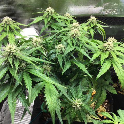 Ape Fruit Auto 2022 growlog timeline photo