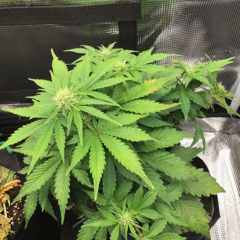 Godzilla Cookies Auto 2022 growlog timeline photo