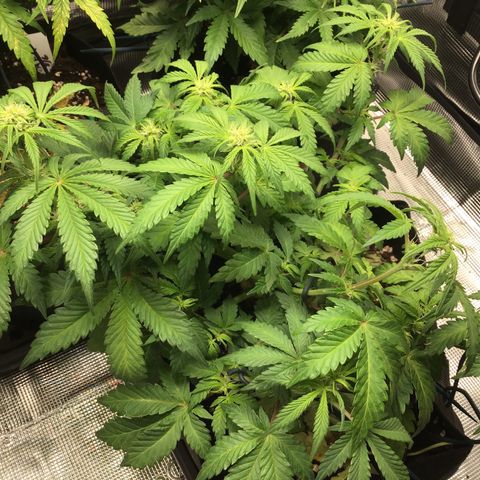 Purple Chill Auto 2022 growlog timeline photo