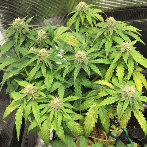 Ape Fruit Auto 2022 growlog timeline photo