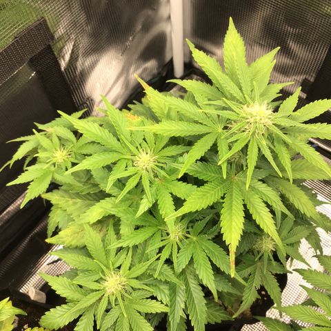 Godzilla Cookies Auto 2022 growlog timeline photo