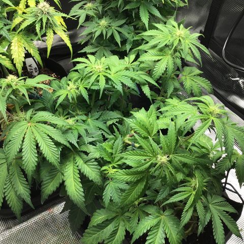 Purple Chill Auto 2022 growlog timeline photo