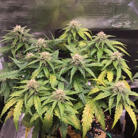 Ape Fruit Auto 2022 growlog timeline photo