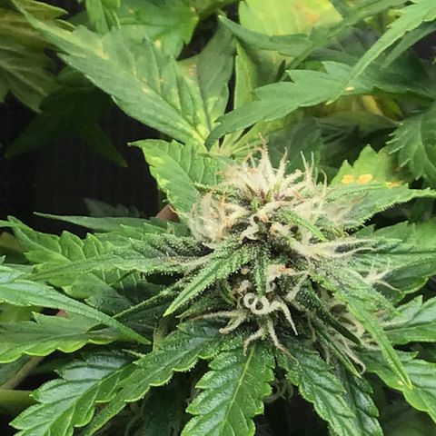 Ape Fruit Auto 2022 growlog timeline photo