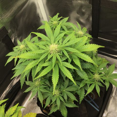 Godzilla Cookies Auto 2022 growlog timeline photo