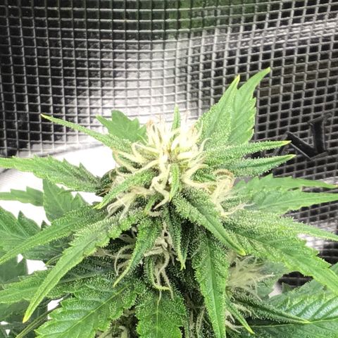 Ape Fruit Auto 2022 growlog timeline photo