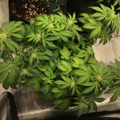 Purple Chill Auto 2022 growlog timeline photo
