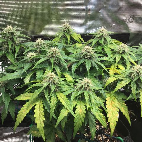 Ape Fruit Auto 2022 growlog timeline photo