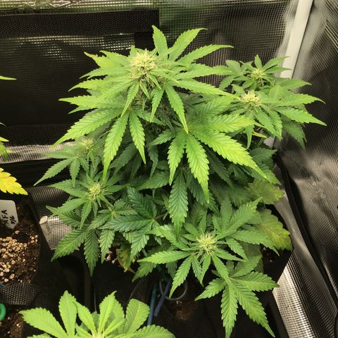 Godzilla Cookies Auto 2022 growlog timeline photo