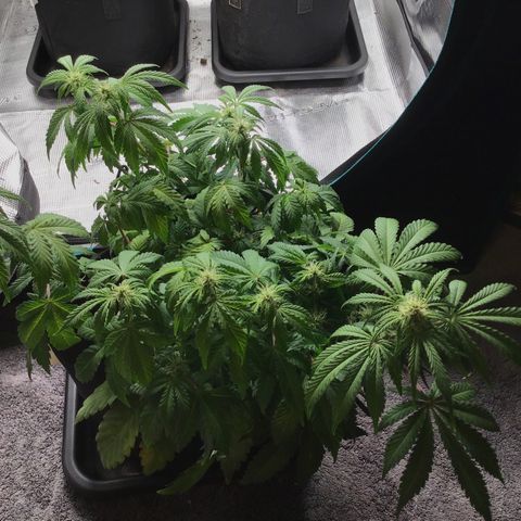 Purple Chill Auto 2022 growlog timeline photo