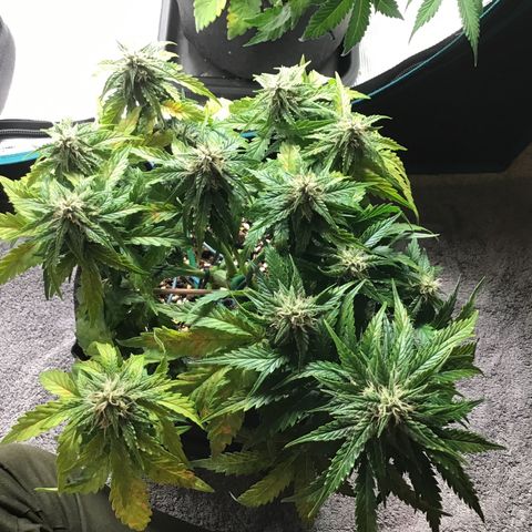 Ape Fruit Auto 2022 growlog timeline photo