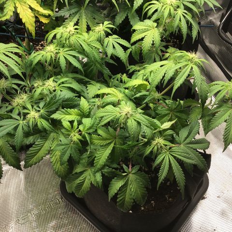 Purple Chill Auto 2022 growlog timeline photo