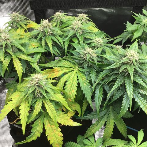 Ape Fruit Auto 2022 growlog timeline photo