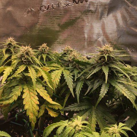 Ape Fruit Auto 2022 growlog timeline photo