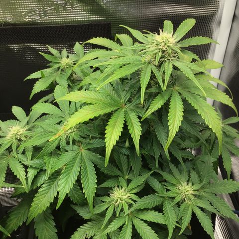 Godzilla Cookies Auto 2022 growlog timeline photo