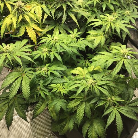 Purple Chill Auto 2022 growlog timeline photo