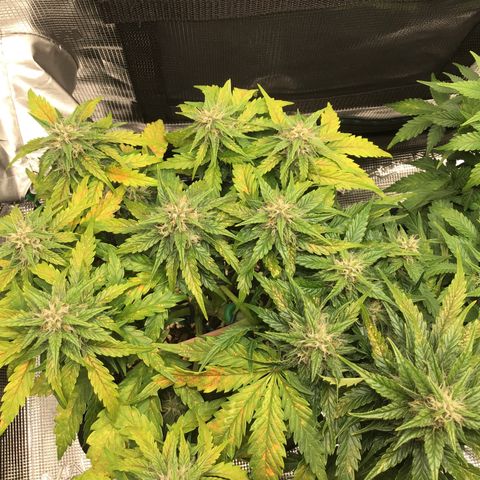 Ape Fruit Auto 2022 growlog photo: 29cm 11.41 inches