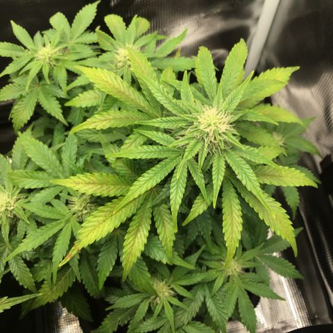 Godzilla Cookies Auto 2022 growlog photo: 26 cm 10.23 inches