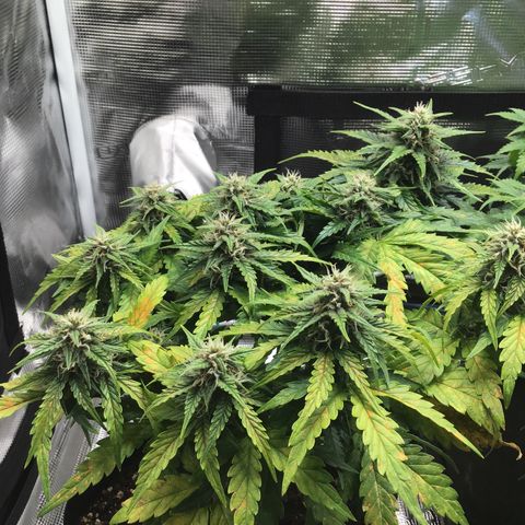 Ape Fruit Auto 2022 growlog timeline photo