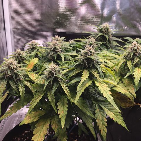 Ape Fruit Auto 2022 growlog timeline photo